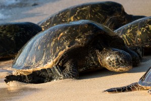 Green Sea Turtles on Hookipa Beach   Maui Hawaii 4382